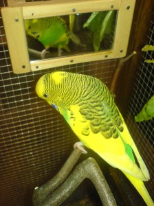 PIKO před zrcátkem